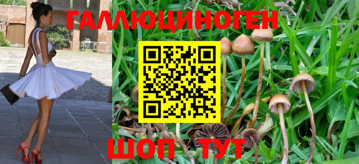 Таганрог  Псилоцибиновые грибы MAGIC MUSHROOMS  что такое   Псилоцибиновые грибы Psilocybe  Вход с VPN 